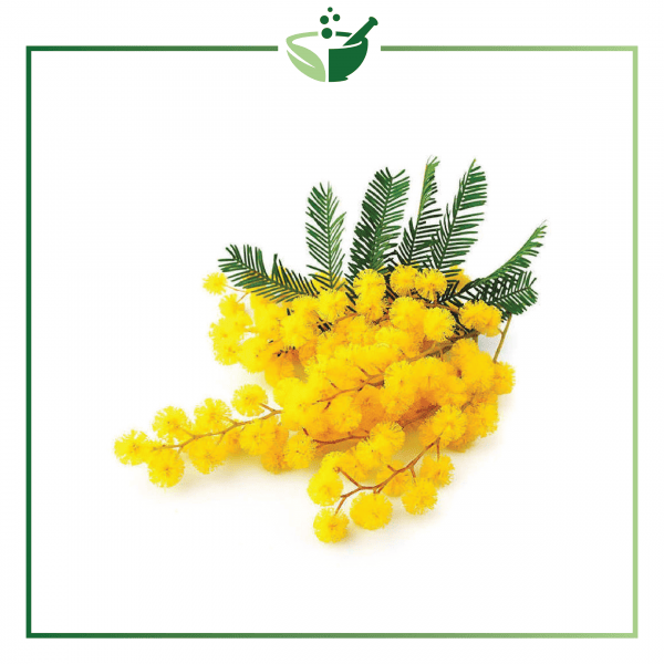 Mimosa Absolute Oil-01